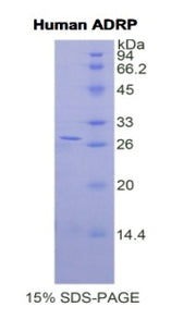 Figure 1. SDS-PAGE