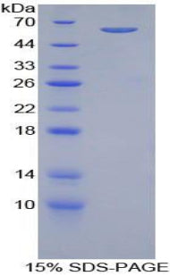 Figure 1. SDS-PAGE
