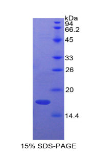 Figure 1. SDS-PAGE