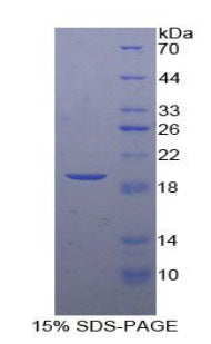 Figure 1. SDS-PAGE