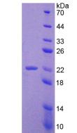 Figure 3. SDS-PAGE