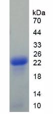 Figure 3. SDS-PAGE