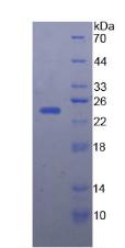 Figure 3. SDS-PAGE