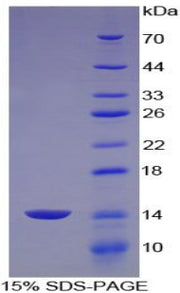 Figure 1. SDS-PAGE