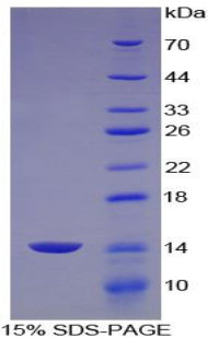 Figure 1. SDS-PAGE