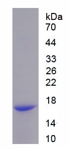 Figure 1. SDS-PAGE