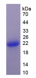 Figure 1. SDS-PAGE