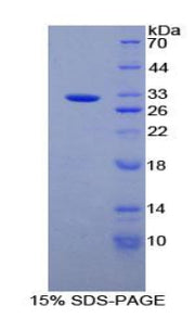 Figure 1. SDS-PAGE