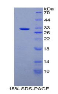 Figure 1. SDS-PAGE