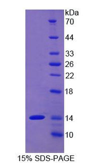 Figure 1. SDS-PAGE