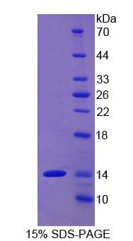 Figure 1. SDS-PAGE