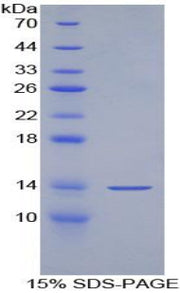 Figure 1. SDS-PAGE
