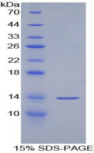 Figure 1. SDS-PAGE