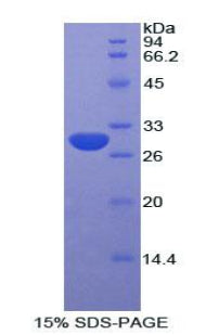 Figure 1. SDS-PAGE