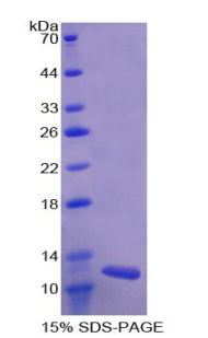 Figure 1. SDS-PAGE