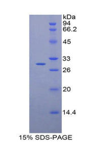 Figure 1. SDS-PAGE