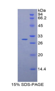 Figure 1. SDS-PAGE