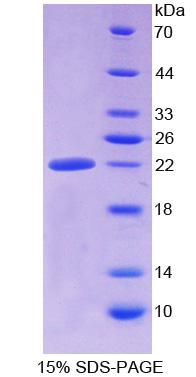Figure 1. SDS-PAGE