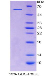 Figure 1. SDS-PAGE