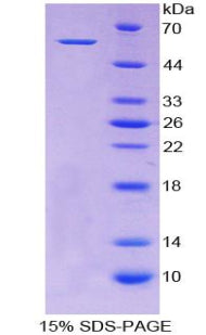 Figure 1. SDS-PAGE