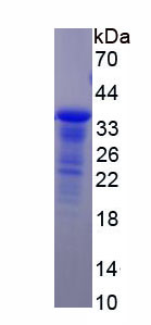 Figure 1. SDS-PAGE
