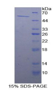 Figure 1. SDS-PAGE