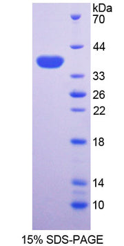 Figure 1. SDS-PAGE