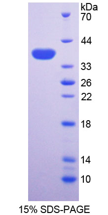 Figure 1. SDS-PAGE