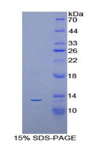 Figure 1. SDS-PAGE