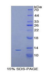 Figure 1. SDS-PAGE