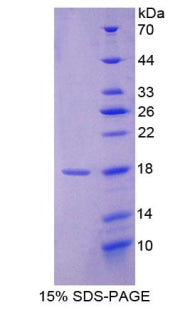 Figure 1. SDS-PAGE