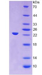Figure 3. SDS-PAGE