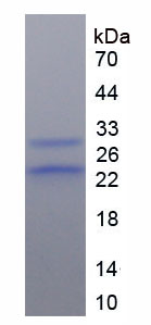 Figure 1. SDS-PAGE
