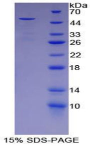 Figure 1. SDS-PAGE