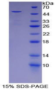 Figure 1. SDS-PAGE