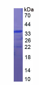 Figure 1. SDS-PAGE