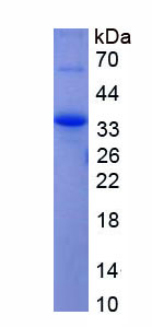 Figure 1. SDS-PAGE