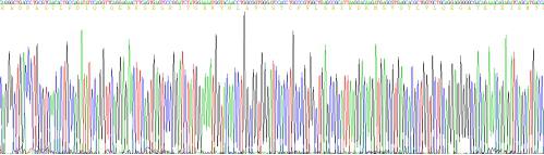 Recombinant Mouse Alpha-1-Microglobulin (a1M)