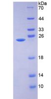 Figure 3. SDS-PAGE