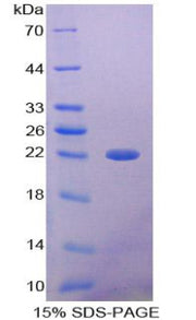 Figure 1. SDS-PAGE