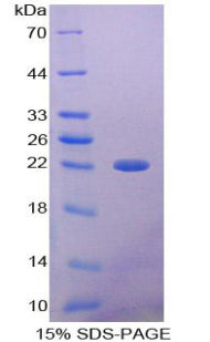 Figure 1. SDS-PAGE