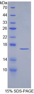 Figure 1. SDS-PAGE