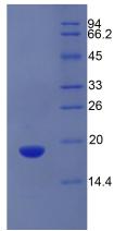 Figure 2. SDS-PAGE
