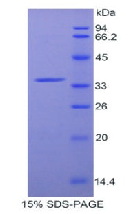 Figure 1. SDS-PAGE