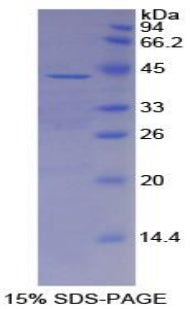 Figure 1. SDS-PAGE