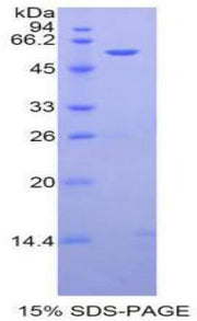 Figure 1. SDS-PAGE