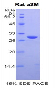 Figure 1. SDS-PAGE