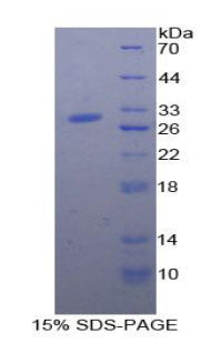 Figure 1. SDS-PAGE