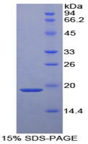 Figure 1. SDS-PAGE
