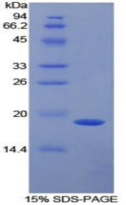 Figure 1. SDS-PAGE